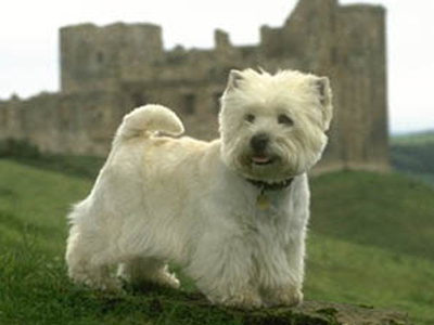 2ο Athens Westie Walk