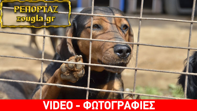 Έγκλημα διαρκείας στη Ραφήνα-άγνωστος πυροβολεί και σκοτώνει σκυλιά