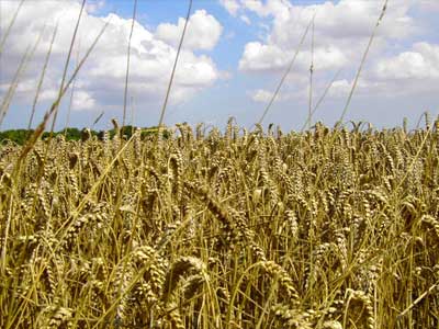 Πολύ κοντά σε ρεκόρ πενταετίας τα αποθέματα δημητριακών