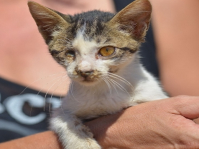Χαρίζεται το μονόφθαλμο γατάκι Whisker
