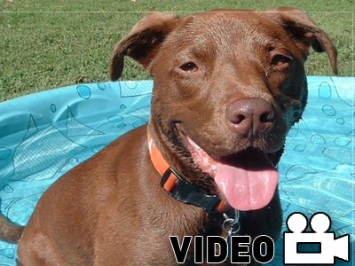 Mountain bike vs K-9