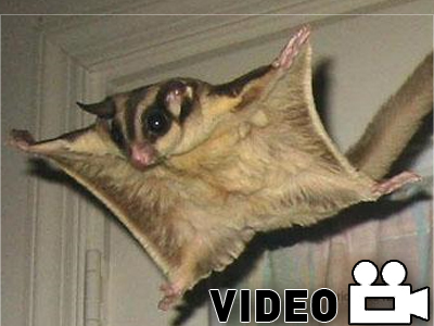 Base Jumping with wingsuit