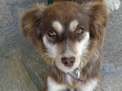 Βρέθηκε στο Χαλκούτσι