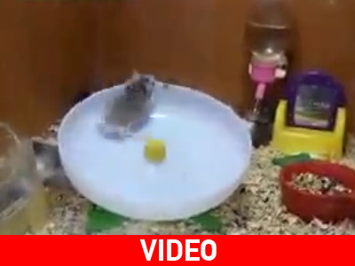 Χαμστεράκια πάνε… λούνα παρκ!