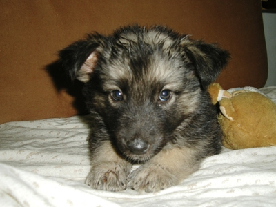 Ένας σκύλος πραγματικός πρίγκιπας!