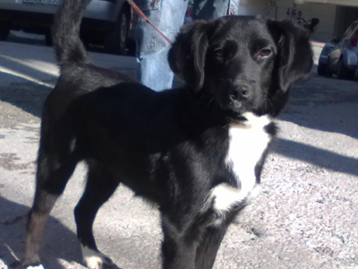 Χαρίζεται σε φιλόζωη οικογένεια