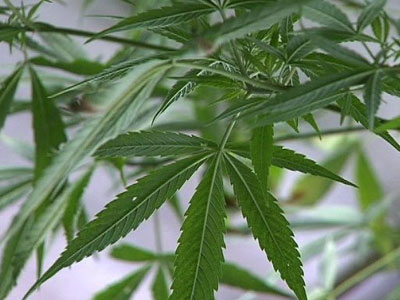 Καλλιεργούσε τρία μέτρα χασισόδεντρο!