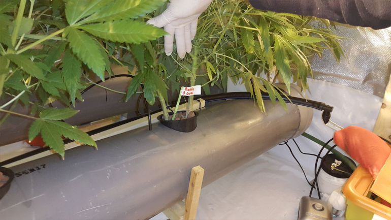 Είχε μετατρέψει το σπίτι του σε εργαστήριο κάνναβης