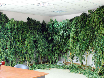 Εντόπισαν χασισοφυτεία στη Λάρυμνα