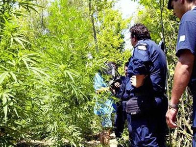 Εντόπισαν μεγάλη χασισοφυτεία στο Ρέθυμνο
