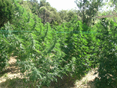 Μεγάλη χασισοφυτεία εντοπίστηκε στην Πάτρα