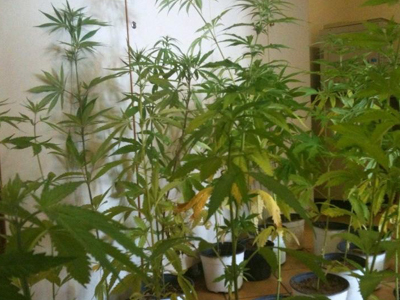 Εντόπισαν χασισοφυτεία στη Θεσσαλονίκη