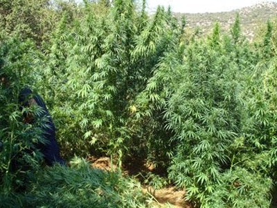 Συνελήφθη 26χρονος για χασισοκαλλιέργεια