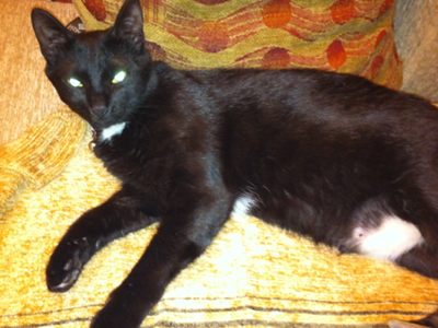 Βοηθήστε μας να βρούμε την Κούκι