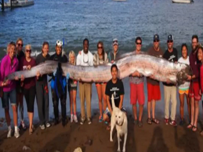 Χέλι-τέρας ξεβράστηκε στις ακτές της Καλιφόρνια