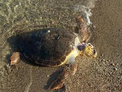 Νεκρές εντοπίστηκαν θαλάσσιες χελώνες