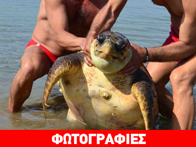 Νεκρή καρέτα-καρέτα στο Ναύπλιο