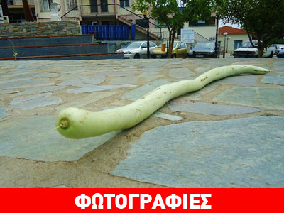 Kολοκυθάκι-ανακόντα!