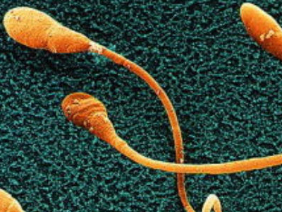 Πέντε ερωτήσεις που δε θα κάνατε σχετικά με την αναπαραγωγή