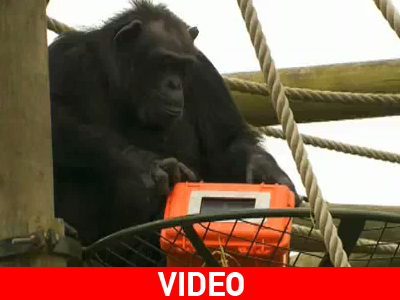 Χιμπαντζήδες σκηνοθέτες! Χιμπαντζήδες σκηνοθέτες!