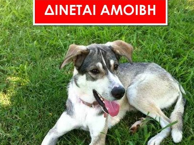 Χάθηκε ο Κούπερ