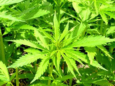 Έχει νομιμοποιηθεί το «χόρτο» στη χώρα μας;