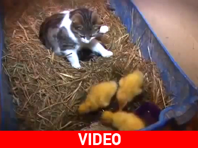 Μια γάτα που δεν θα γινόταν ποτέ μέλος της Χρυσής Αυγής