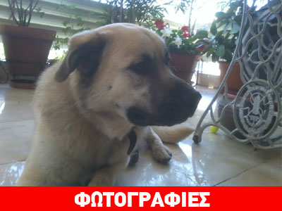 Βρέθηκε στον Χολαργό και ζητεί τον ιδιοκτήτη του