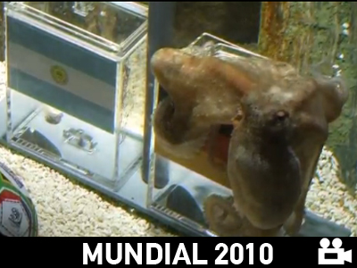 Το χταπόδι έδειξε πάλι Γερμανία…