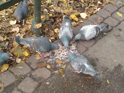 Φροντίδα για τα πουλιά και τα ζώα που έπληξαν οι πυρκαγιές της Αττικής