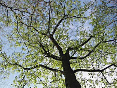 Τεχνητά δέντρα για την αντιμετώπιση των κλιματικών αλλαγών