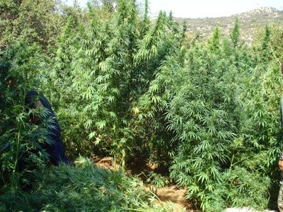 «Δάσος» από… χασισόδεντρα δίπλα σε μοναστήρι