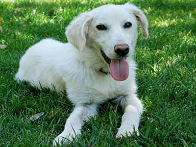 Χαρίζεται κουταβάκι σκέτο μάλαμα!