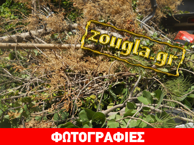 Προβλήματα με ακλάδευτα δέντρα στα πεζοδρόμια