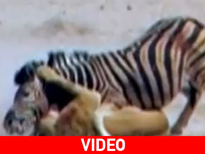 Η ζέβρα με την καρδιά λιονταριού!