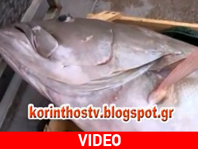 Σφυρίδα «γίγας» στον Κορινθιακό