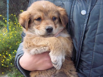 Σκυλάκια, σύντροφοι για μια ζωή