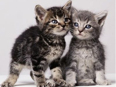 Γατάκια δίνονται για υιοθεσία