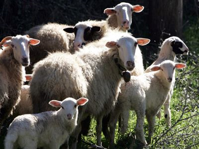 Οι ζωοκλέφτες ετοιμάζουν το γιορτινό τραπέζι