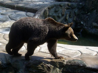 Οι αρκούδες πάνε Πίνδο