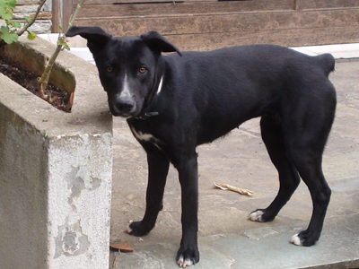 Ένα σπιτάκι για τη Ζωζώκα